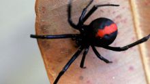 A female redback.