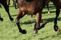 Always a sight: Eagle Farm.