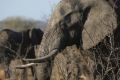 An elephant walks through the bush at the Southern African Wildlife College on the edge of Kruger National Park in South ...