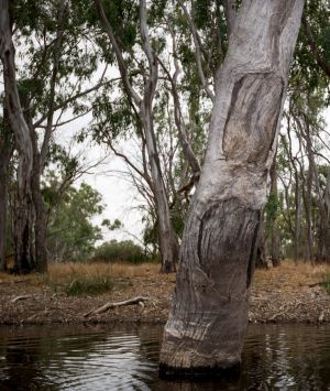 A scarred tree from drying possum skins in Kinpanyial Creek. Lake Boort and the Kinypanial Creek which runs into it, has ...