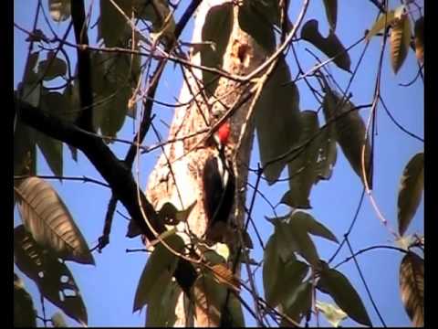 Birdwatching the Andes and Henri Pittier Nationalpark Venezuela with Joe Klaiber