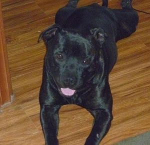 Zeus, the hero three and a half-year-old Blue English Staffie.