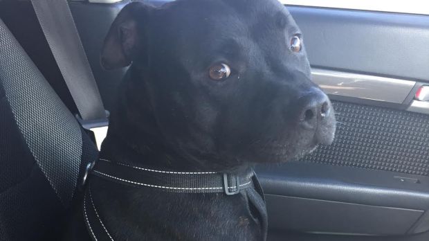 Zeus, the hero three and a half-year-old Blue English Staffie.