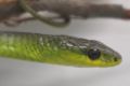 A woman was bitten by a wild green tree snake at Australia Zoo on Monday.