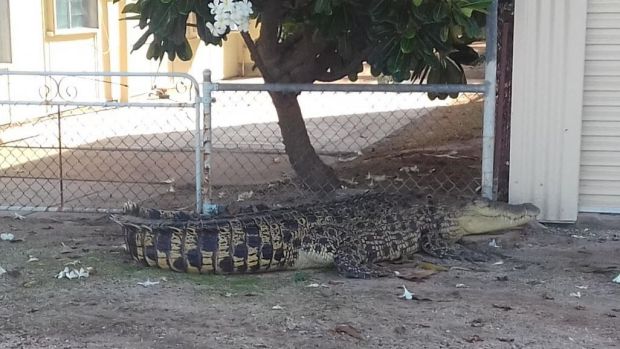 Police boxed in a crocodile at Karumba with hay bales and wheelie bins while waiting for wildlife experts from Cairns to ...