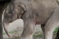 The unnamed calf takes shelter beneath his mother's legs.