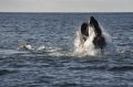 A humpback whale in a feeding frenzy off the coast of Eden.