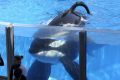 Tilikum, the killer whale responsible for the death of a trainer is very sick.