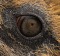 About as close an encounter you could get with this close up shot of a King Penguin's eye. Shot on Salisbury Plain, ...