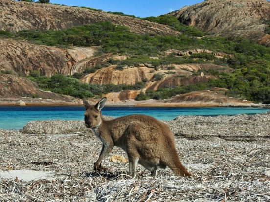 Kangaroo at Lucky Bay WA. This beach boasts the whitest sand in Australia and the local roos will come up to say hello!