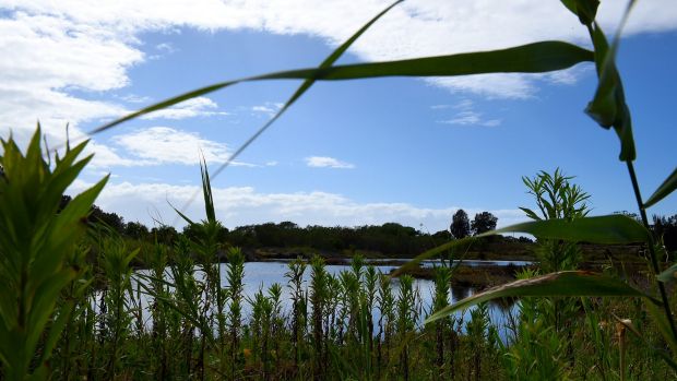 The Landing Lights Wetland is a protected migratory bird location and part of a proposed 52-hectare redevelopment of ...