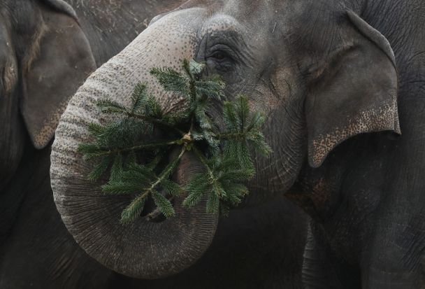 An elephant munches on discarded Christmas trees at the Zoo Berlin zoo.