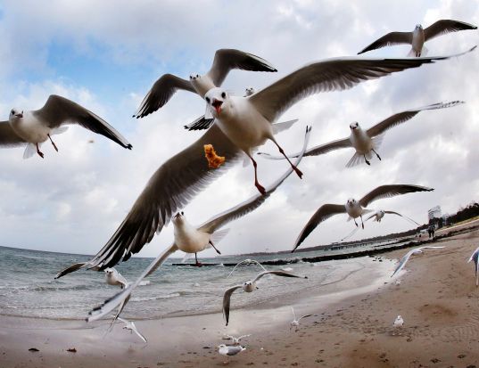 Sea gulls fly at the beach of the Baltic Sea in Timmendorfer Strand, Germany.