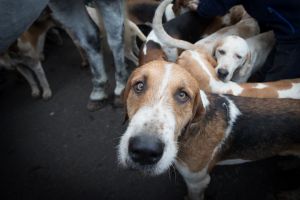 LACOCK, ENGLAND - DECEMBER 26: Riders and hunt supporters gather with their dogs for the traditional Boxing Day meet for ...