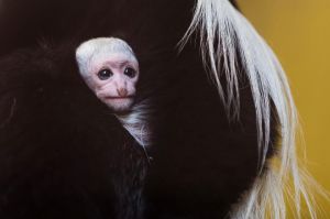 A female mantled guereza holds its four-day-old baby in the Nyiregyhaza Animal Park in Nyiregyhaza, 245 kms east of ...