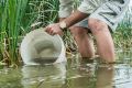 The ACT environment department released 60,000 fingerlings into ACT ponds and lakes. Aquatic ecologist Mark Jekabsons.