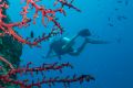 It takes at least five years for affected reefs to recover from bleaching, according to researchers.