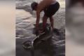 Fishermen reel in the two metre shark at Warnbro beach.