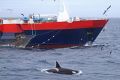 A whale shadowing a commercial fishing vessel off the Kerguelen and Crozet sub-Antarctic islands. 