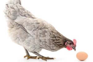 Consumers are turning towards free range eggs.