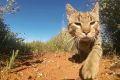 More than two million feral cats now cover 99.8 per cent of Australia.