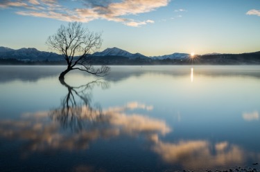 That tree. In Wanaka. At sunrise.