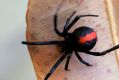 A female redback.