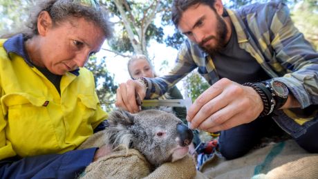 Deakin University researchers Desley Whisson (left), Kita Ashman (centre) and Darcy Watchorn measure a young male ...