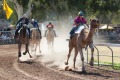 Riders leave a trail of dust in the Uluru Camel Cup.