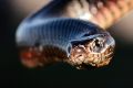 The common red-bellied black snake.