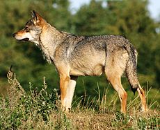 Predstavnik evrazijske podvrste (Canis lupus lupus) fotografiran na Danskem