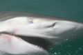 Bronze whaler sharks have become a common sight this summer.