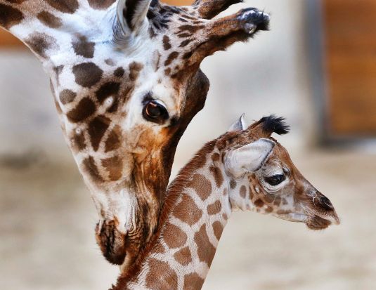 Three-days-old giraffe baby Kimara is touched by its mother Katharina during its first way out in the Opel zoo in ...