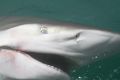 Bronze whaler sharks have become a common sight this summer.