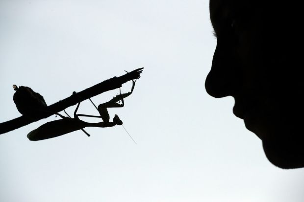 A keeper holds a Praying Mantis during a photocall at ZSL, London Zoo's annual 'Stocktake'.