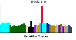 PBB GE FZD1 204452 s at tn.png