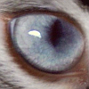 telegramsam: My cat Rose's eye. (Catseye)