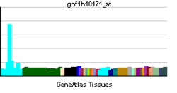 PBB GE P2RY8 gnf1h10171 at tn.png