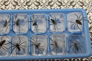 Dollar store fake spiders in ice cubes won't be so refreshing. 