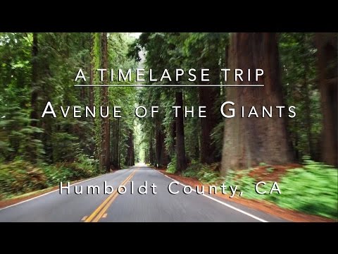 Avenue of the Giants - A Timelapse Trip 7-10-15