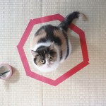 Cat Circles, The Amazing Phenomenon In Which a Cat Will Always Sit Inside a Circle on the Floor