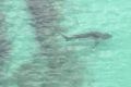 A 2.5m whaler shark was spotted at Hyams Beach on Thursday morning.