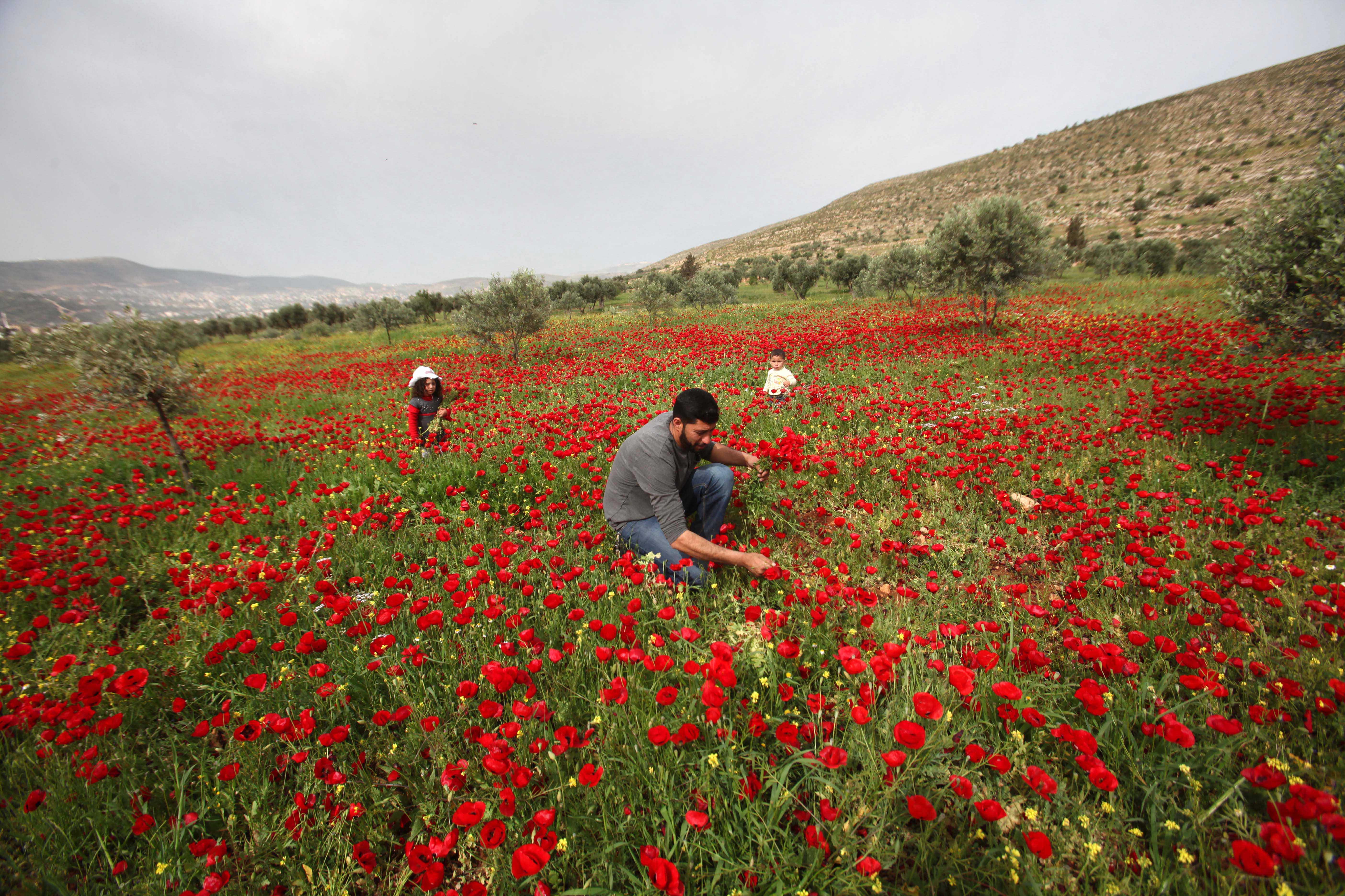 FWNNK1 Nablus, West Bank, Palestinian Territory. 5th Apr, 2016. A Palestinian man harvests red carpets of Anemone Coronaria flowers, in the West Bank city of Nablus, on April 6, 2016 © Nedal Eshtayah/APA Images/ZUMA Wire/Alamy Live News