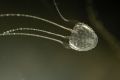 Irukandji jellyfish had been blamed for a cluster of stings on Fraser Island, but life savers aren't so sure.