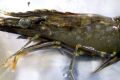 White spot disease was found in Queensland's Logan and Albert rivers and has devastated five prawn farms in the area.