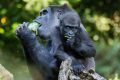 Kimya the western lowland gorilla and her daughter Kanzi, enjoying treats for Kimya's 12th birthday at Melbourne Zoo.