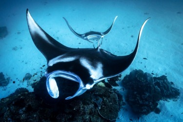 Looking down at the Manta Rays circling Lighthouse Bommie off Lady Elliot Island on the Southern Great Barrier Reef, ...
