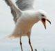 SYDNEY, AUSTRALIA - DECEMBER 29: Seagulls pester patrons dining at Circular Quay on December 29, 2016 in Sydney, ...