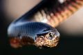 The red-bellied black snake, one of the most commonly encountered suburban snakes in south-east Queensland.