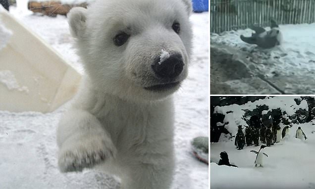 Adorable footage of Polar Bears seeing snow for the first time will make your heart melt